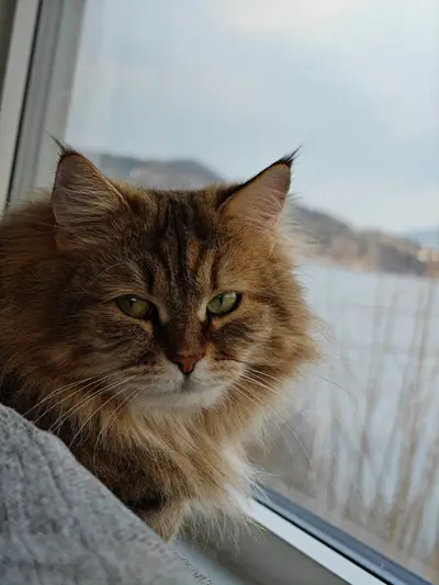 Foto av Duchess
